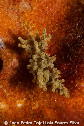 The elusive Aegires punctilucens, one of the nudibranch s... by Joao Pedro Tojal Loia Soares Silva 